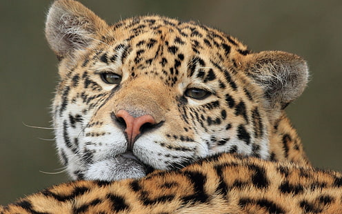 jaguar yırtıcı hayvan fotoğrafçılık HD duvar kağıdı, HD masaüstü duvar kağıdı HD wallpaper