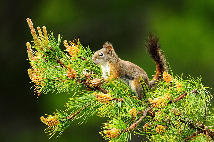 red squirrel, branch, protein, pine, HD wallpaper