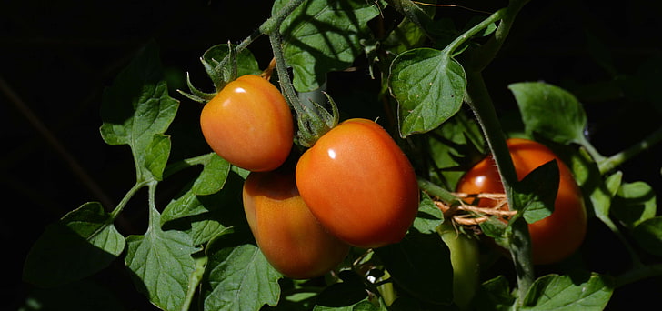 bush tomatoes, garden, grow, harvest, home garden, nachtschattengewchs, panicle, roma tomatoes, tomatenrispe, tomato breeding, tomato shrub, tomatoes, vegetable garden, vegetable growing, HD wallpaper