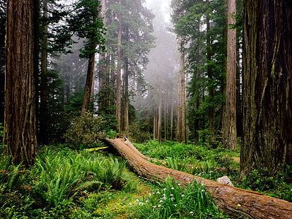 jauh di hutan Pohon jalur hutan Kabut alam segar HD, alam, pohon, hutan, kabut, jalan, hutan, segar, Wallpaper HD HD wallpaper