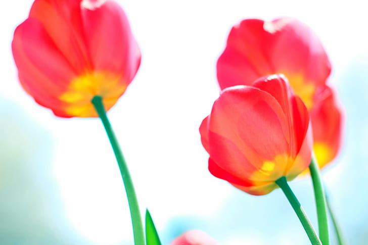 photo en contre-angle de tulipes roses et jaunes, Alive, angle faible, photo, rose, jaune, tulipes, fleurs, printemps, bokeh, mise au point, flou, couleurs, macro, nature, tulipe, fleur, plante, printemps, pétale,tête de fleur, beauté Dans la nature, été, gros plan, Fond d'écran HD