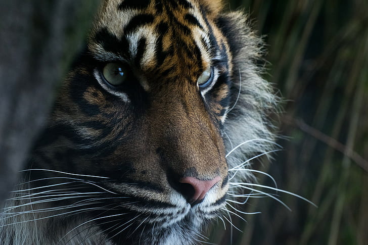 Суматранский тигр, лицо, глаза, хищник, лицо, взгляд, Суматранский тигр, HD обои