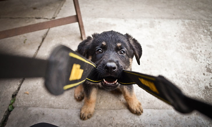 黒と黄褐色のジャーマンシェパードの子犬、犬、ハメ撮り、視点、動物、 HDデスクトップの壁紙