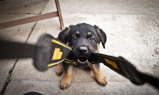 Chiot berger allemand noir et feu, chien, POV, point de vue, animaux, Fond d'écran HD HD wallpaper