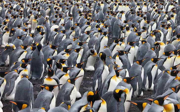 Aves, Pingüino, Animales, Pingüino Rey, Fondo de pantalla HD