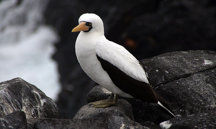 white and black booby bird, sula granti, espanola, galapagos islands, feathers, bird, HD wallpaper