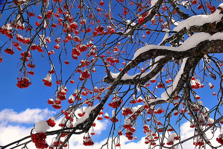 the sky, snow, berries, tree, Rowan, HD wallpaper