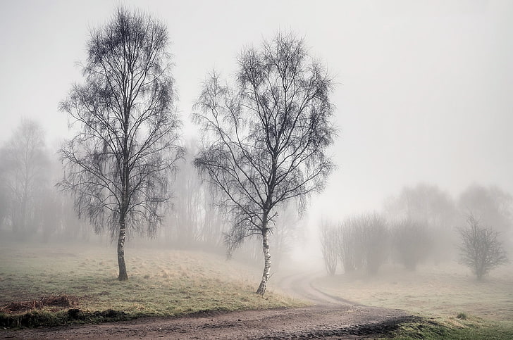 Feldweg, Landschaft, Bäume, Nebel, Natur, Birke, HD-Hintergrundbild