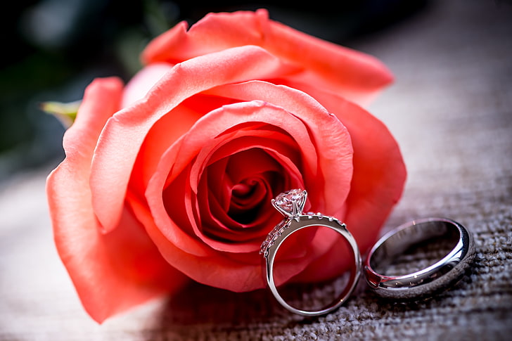 silver-colored bridal ring set, flower, rose, ring, red, wedding, HD wallpaper