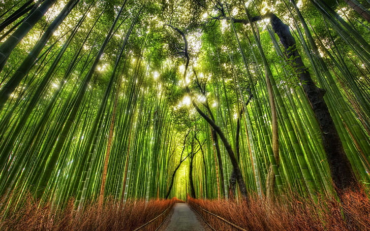 Bamboo Forest Wallpaper 2560×1600, HD wallpaper