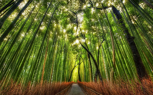 Papier peint forêt de bambou 2560 × 1600, Fond d'écran HD HD wallpaper