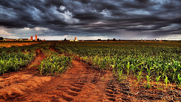 field, corn, HD wallpaper