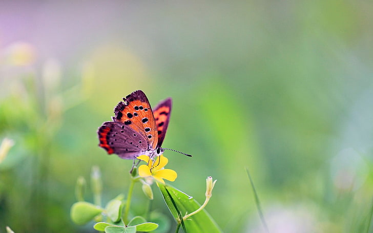 주황색과 검은 색 물방울 무늬 나비, 나비, 꽃, 잔디, 잎, HD 배경 화면