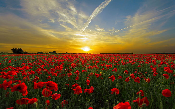 Field With Red Poppies, Blue Sky, Sunset Orange Cloud Hd Wallpaper, HD wallpaper