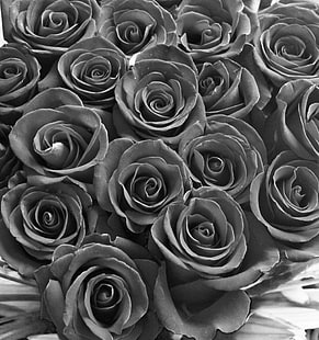 grayscale photo of bunch of roses, feast, eyes, grayscale, photo, bunch, roses, canon, g12, saudi arabia, alkhobar, flowers, BandW, black and white, monochrome, backgrounds, nature, pattern, plant, decoration, rose - Flower, flower, close-up, leaf, abstract, HD wallpaper HD wallpaper
