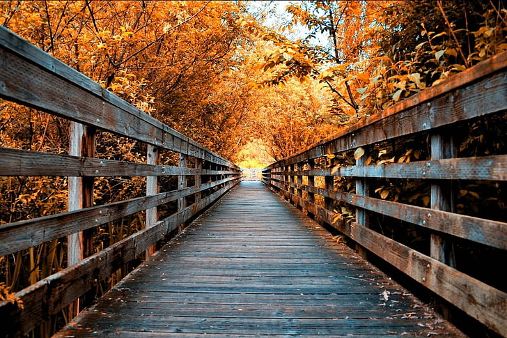 blue wooden bridge, nature, landscape, fall, road, trees, walkway, wooden surface, leaves, HD wallpaper