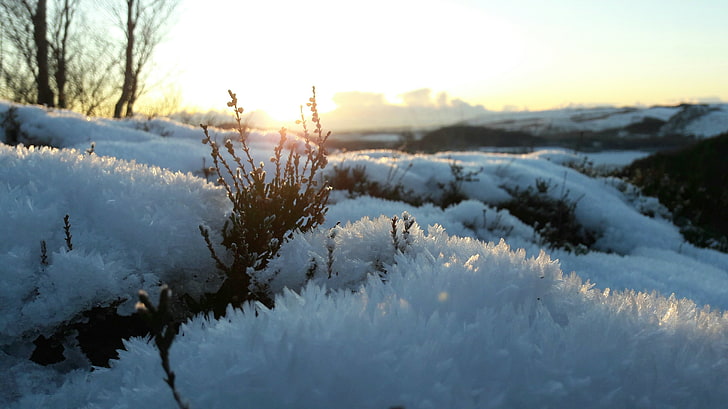 голо дърво, природа, сняг, залез, HD тапет