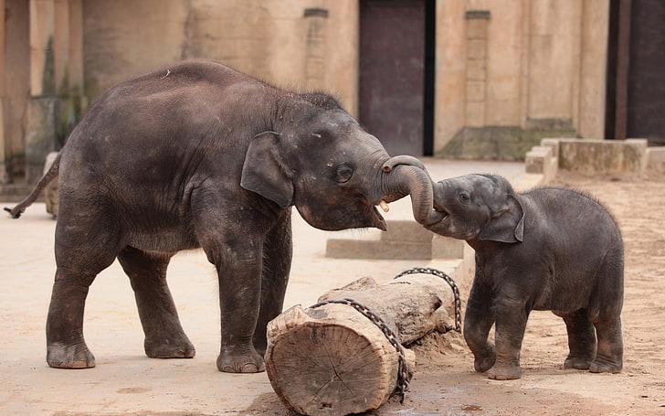 zwierzęta, niemowlęta, słoń, Tapety HD