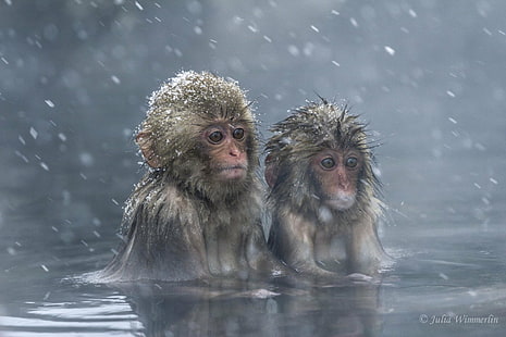 Apor, japansk makak, djur, babydjur, söt, makak, snö, snöfall, vatten, HD tapet HD wallpaper