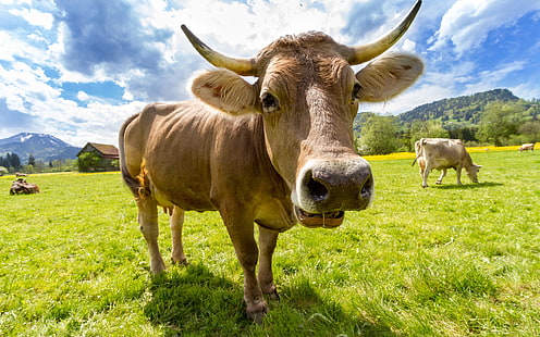 животни, селско стопанство, ферма, крава, добитък, швейцарски, млечни говеда, животни, селско стопанство, ферма, крава, добитък, швейцарски, млечни говеда, HD тапет HD wallpaper
