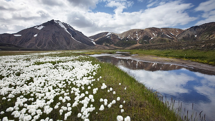 Blumenfeld mit weißen Blütenblättern, Island, Landschaft, Natur, Fluss, HD-Hintergrundbild
