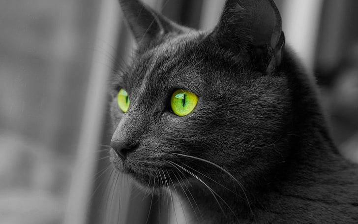 قط ، حيوانات ، أحادية اللون ، تلوين انتقائي ، عيون خضراء، خلفية HD