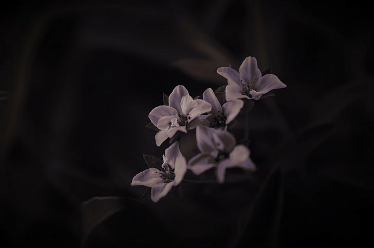Artificial, Dark, flowers, Lights, macro, nature, photography, plants, White Flowers, HD wallpaper