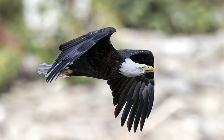 Eagle flying, black wings, Eagle, Flying, Black, Wings, HD wallpaper