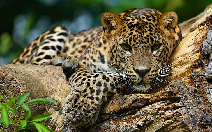 jaguars, animals, HD wallpaper