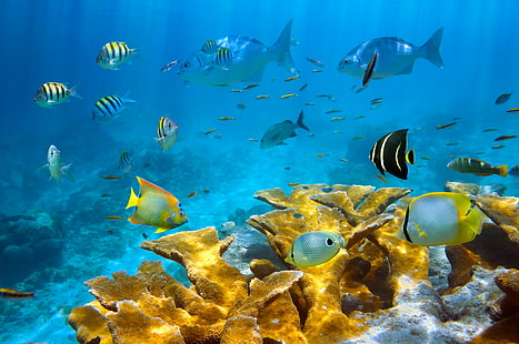 косяк рыбы, море, рыба, кораллы, дно моря, HD обои HD wallpaper