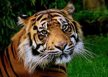 tigre bellas imágenes hd, Fondo de pantalla HD HD wallpaper