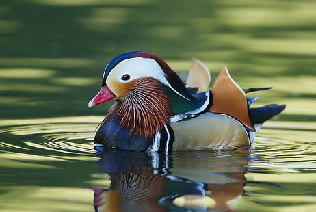 Mandarin Duck, white brown green and gray duck, water, paint, beak, feathers, duck, mandarin duck, HD wallpaper HD wallpaper