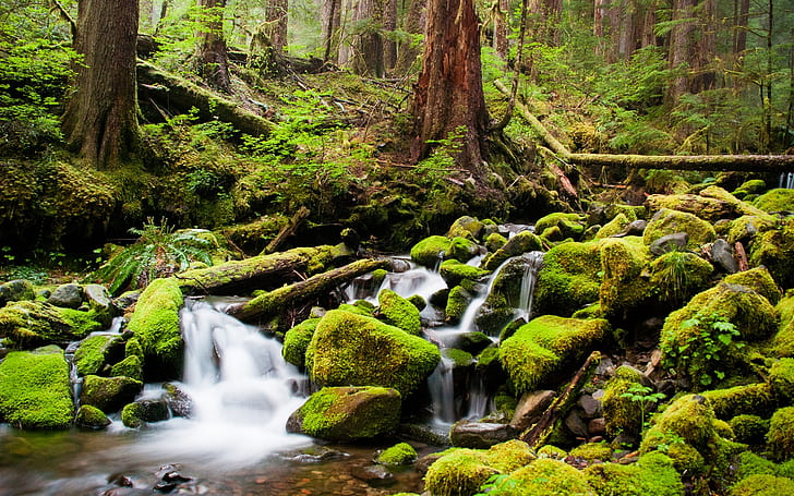 Wilde Forest, river falls on forest, forest, landscape, HD wallpaper