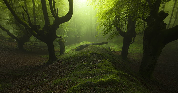 зеленые деревья, пейзажная фотография леса с зеленой травой, природа, пейзаж, лес, листья, деревья, туман, холмы, мох, солнечный свет, мертвые деревья, HD обои