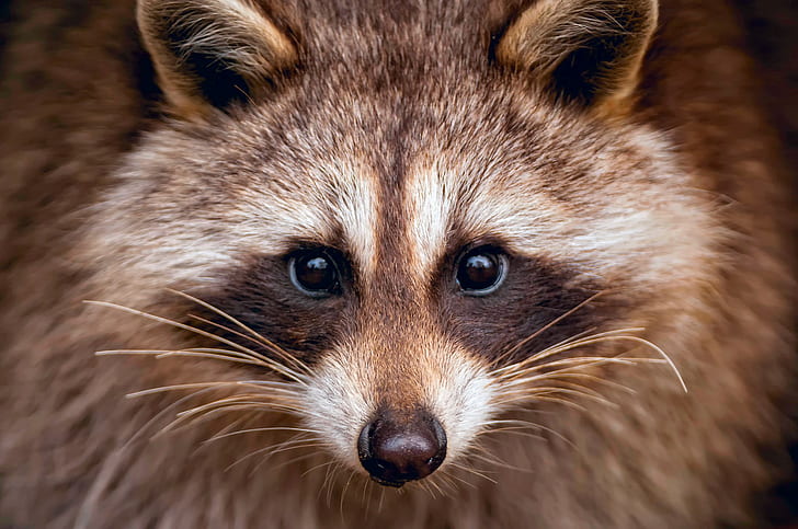 Raccoon, brown and black raccoon, portrait, muzzle, raccoon, HD wallpaper