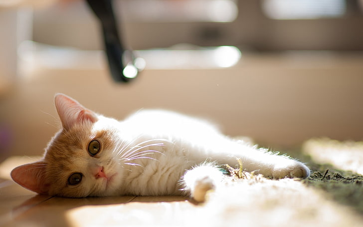 chaton tabby orange et blanc, chat, tapis, s'allonger, curieux, Fond d'écran HD