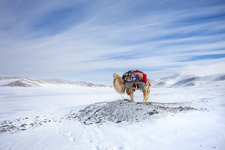 Winter, Mongolia, Camel, Migration, HD wallpaper