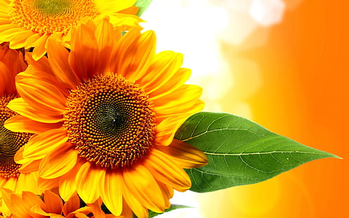 ดอกทานตะวันสีทองธรรมชาติสวยงาม HD วอลล์เปเปอร์สีทอง 1577214, วอลล์เปเปอร์ HD HD wallpaper