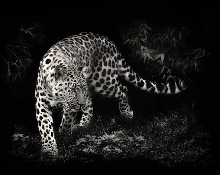 оттенки серого гепарда, хищника, леопарда, черно-белое фото, HD обои