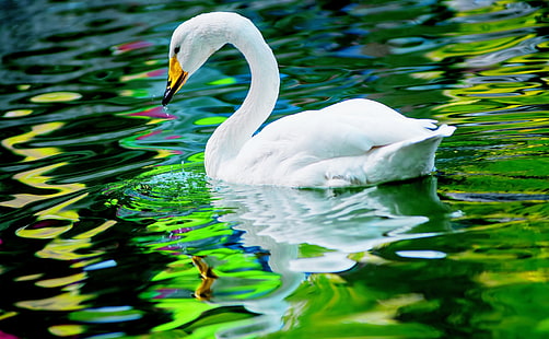 Swan, white swan, Animals, Birds, Colorful, Beautiful, Bird, Swan, Water, Colors, whiteswan, HD wallpaper HD wallpaper