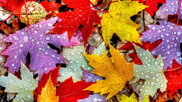 ใบไม้, ฤดูใบไม้ร่วง, หยดฝน, น้ำ, หยด, หยดน้ำ, ใบไม้ร่วง, สีในฤดูใบไม้ร่วง, วอลล์เปเปอร์ HD