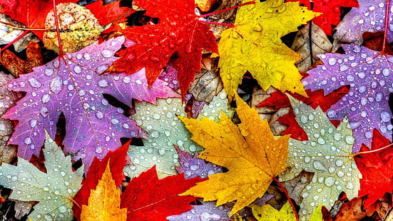 folha, outono, gotas de chuva, água, gotas, gotas de água, folhas de outono, cores de outono, HD papel de parede HD wallpaper