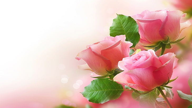 Mawar merah muda daun hijau Fotografi indah HD Wallpaper untuk ponsel Tablet dan PC 3840 × 2160, Wallpaper HD