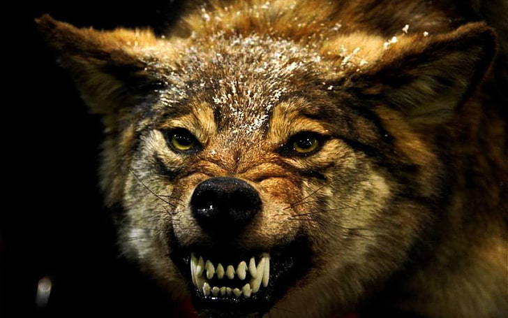 carta da parati lupo rosso, lupo, animali, arrabbiato, Sfondo HD