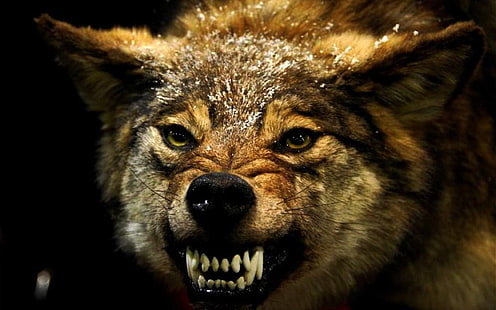 червен вълк тапет, вълк, животни, ядосан, HD тапет HD wallpaper