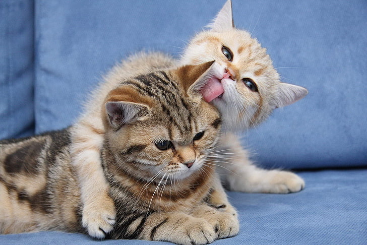 two kittens playing with each other, cat, love, cats, HD wallpaper