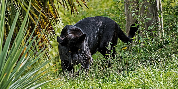 хищник, пантера, дикий кот, взгляды, черный ягуар, HD обои HD wallpaper
