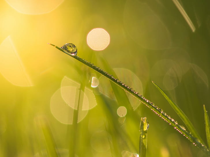 focus photo of water drop, En, file, indienne, focus, photo, water drop, drops, droplet, rosée, morning dew, morning light, grass, gazon, lawn, nature, dew, drop, summer, green Color, plant, raindrop, morning, meadow, freshness, close-up, wet, HD wallpaper