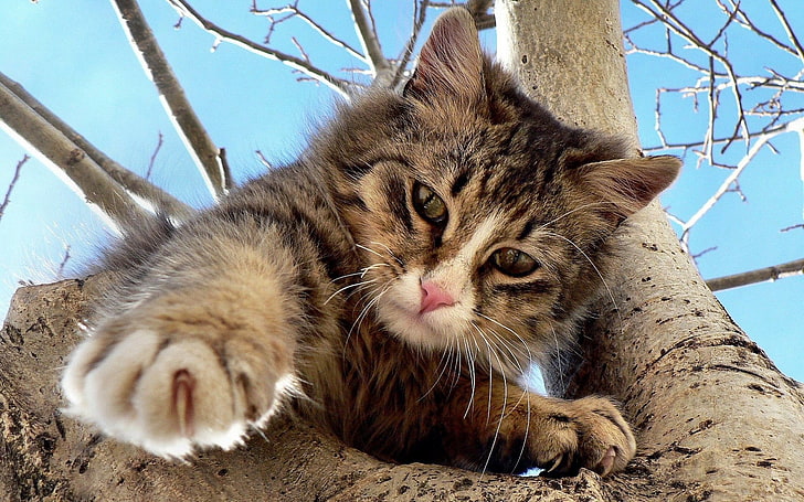 Gato домашна котка, котка, дърво, пълзене, изкачване, игриво, HD тапет
