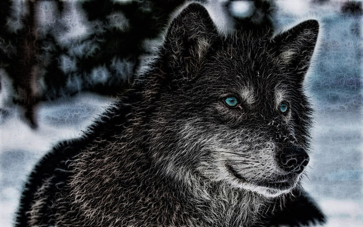 lobo preto e branco pintura, lobo, animais, animais selvagens, HD papel de parede